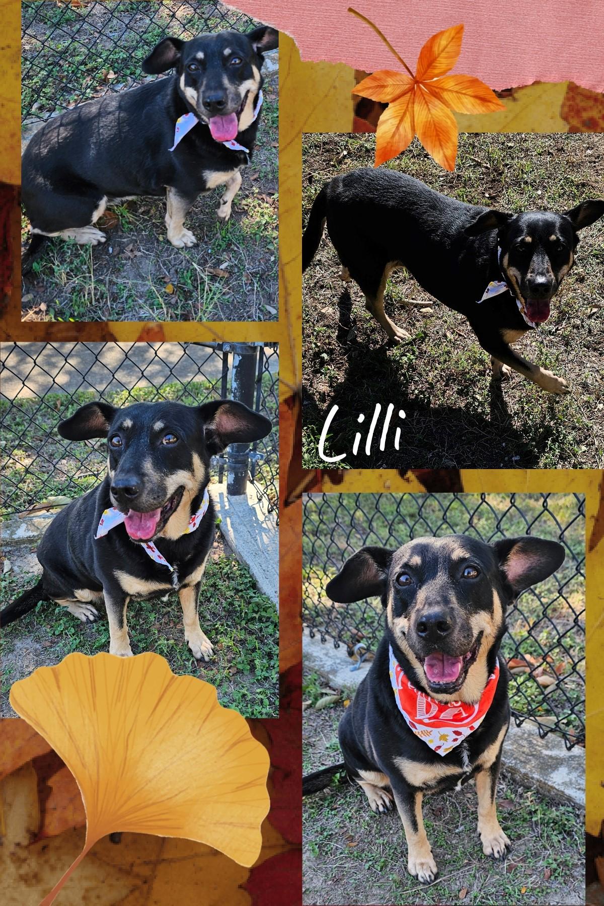 Enlarge Lilli, a Adoptable mixed breed in Universal City, TX image 1/1