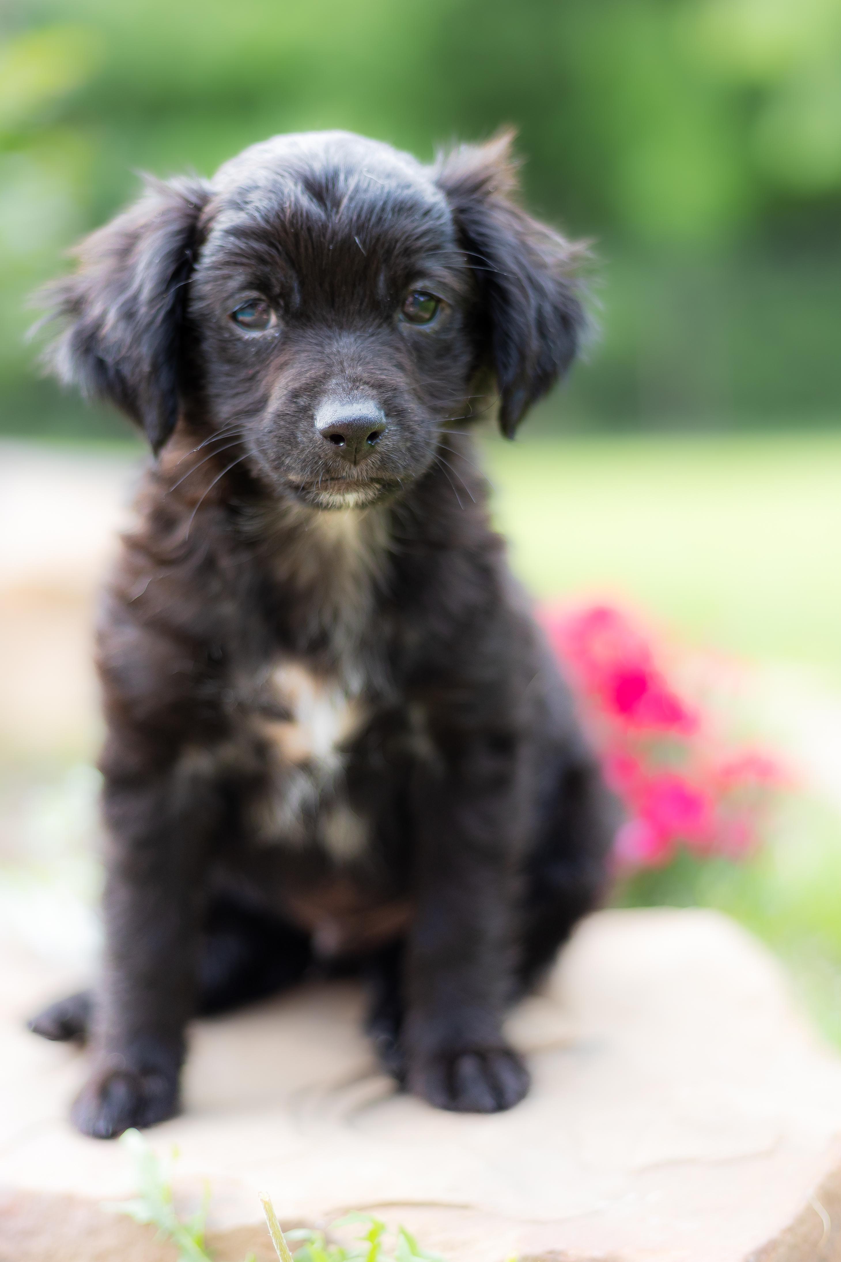 Enlarge Emily, an adopted mixed breed in Coppell, TX image 1/5