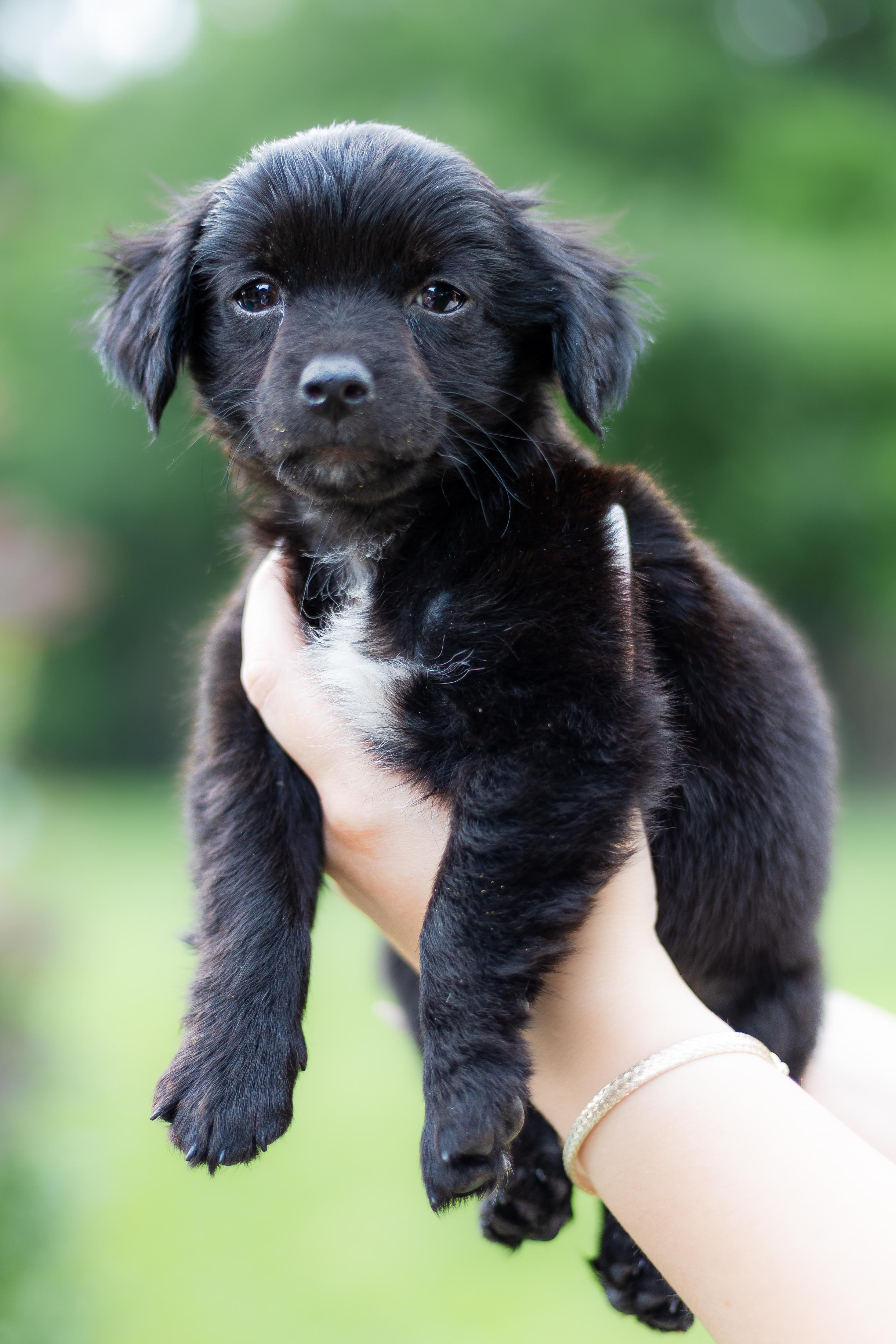 Enlarge Emily, an adopted mixed breed in Coppell, TX image 2/5