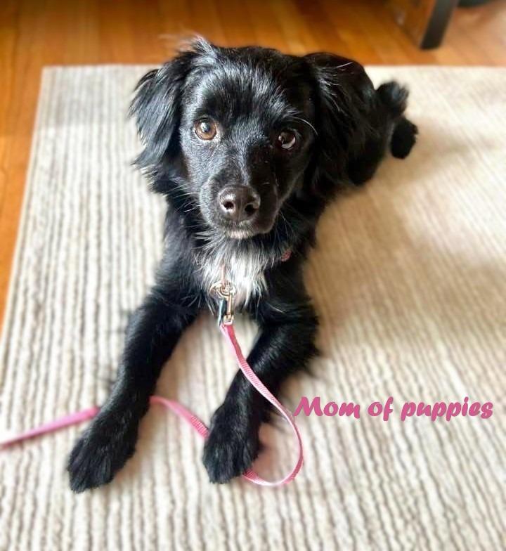 Enlarge Emily, an adopted mixed breed in Coppell, TX image 5/5