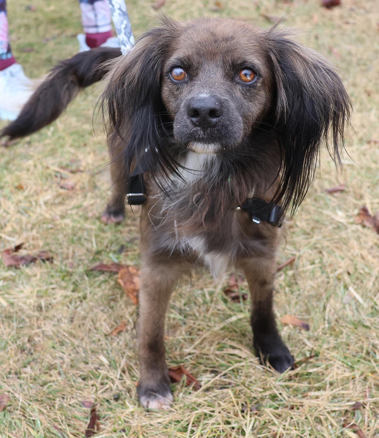 Enlarge Cocoa Crisp, an adoptable Spaniel in Harrison, NY image 3/6