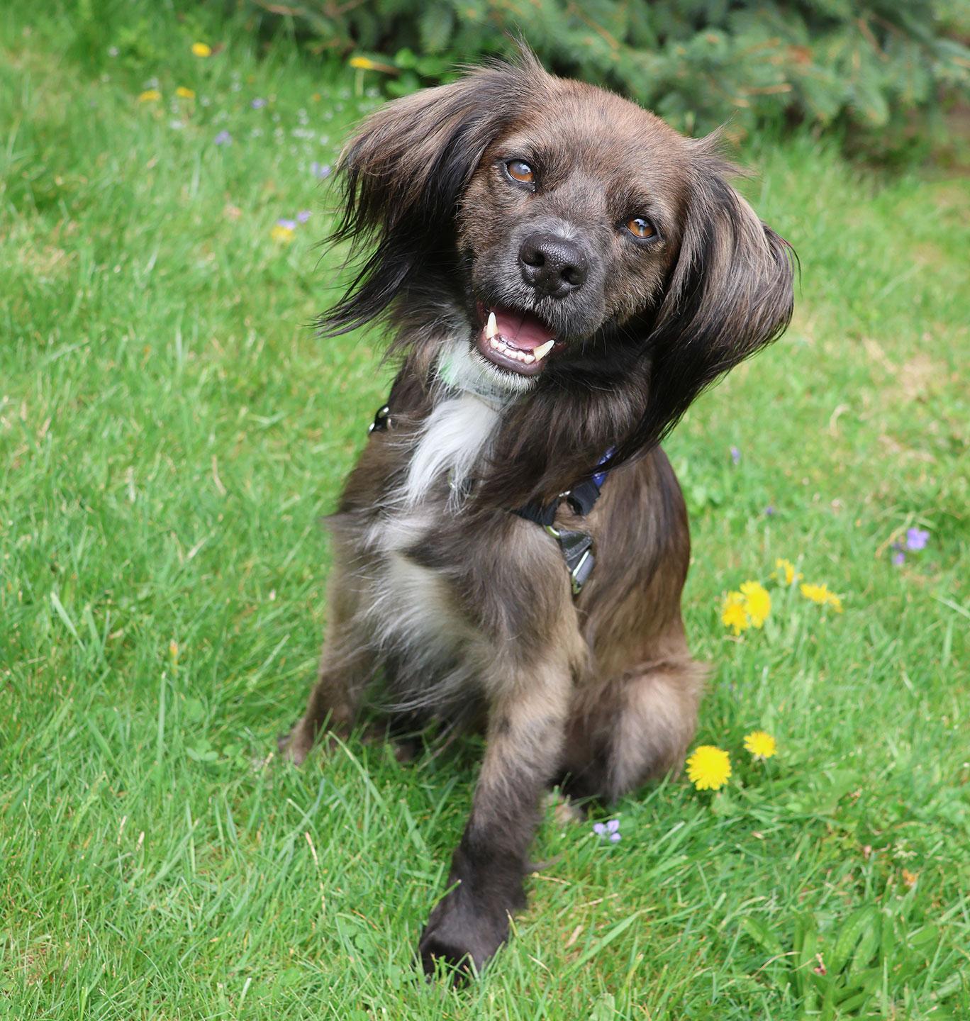 Enlarge Cocoa Crisp, an adoptable Spaniel in Harrison, NY image 1/6