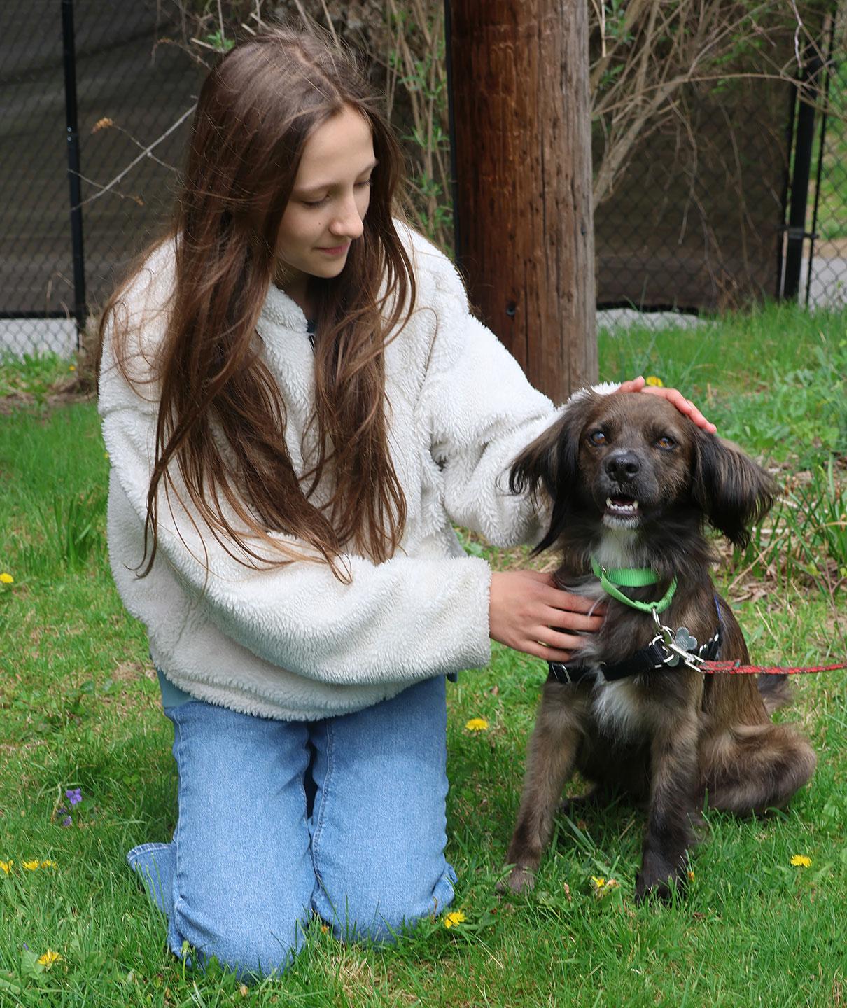Enlarge Cocoa Crisp, an adoptable Spaniel in Harrison, NY image 2/6