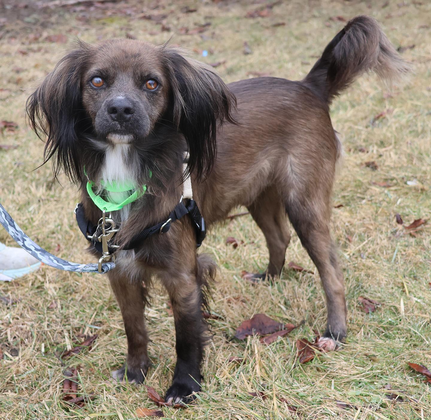 Enlarge Cocoa Crisp, an adoptable Spaniel in Harrison, NY image 4/6