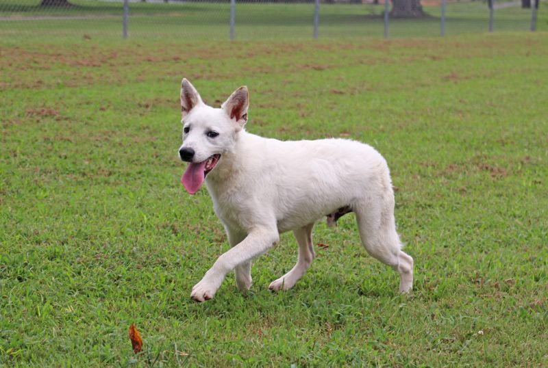 Q-Tip, Adoptable, Adult Male Spitz.
