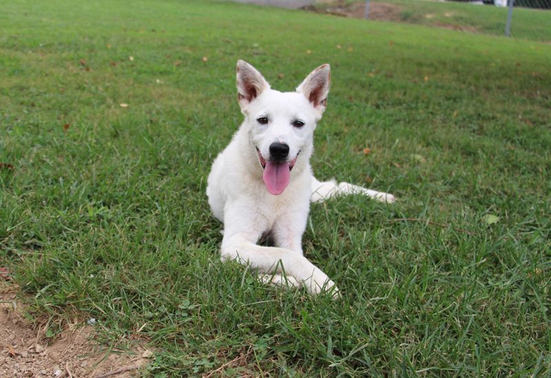 Q-Tip, a Adoptable Spitz in Savannah, TN image 3/6