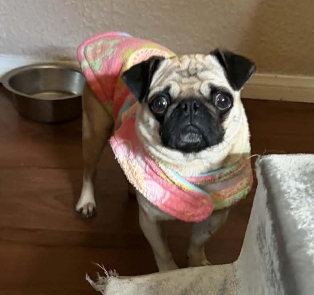 Enlarge Victoria, a ADOPTABLE Pug in South Saint Paul, MN image 3/3