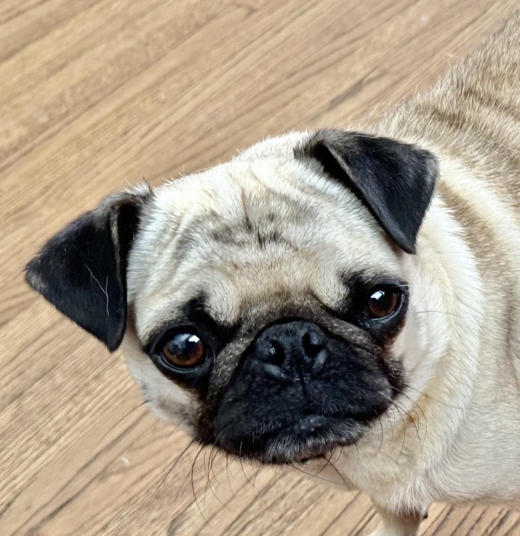 Enlarge Victoria, a ADOPTABLE Pug in South Saint Paul, MN image 2/3