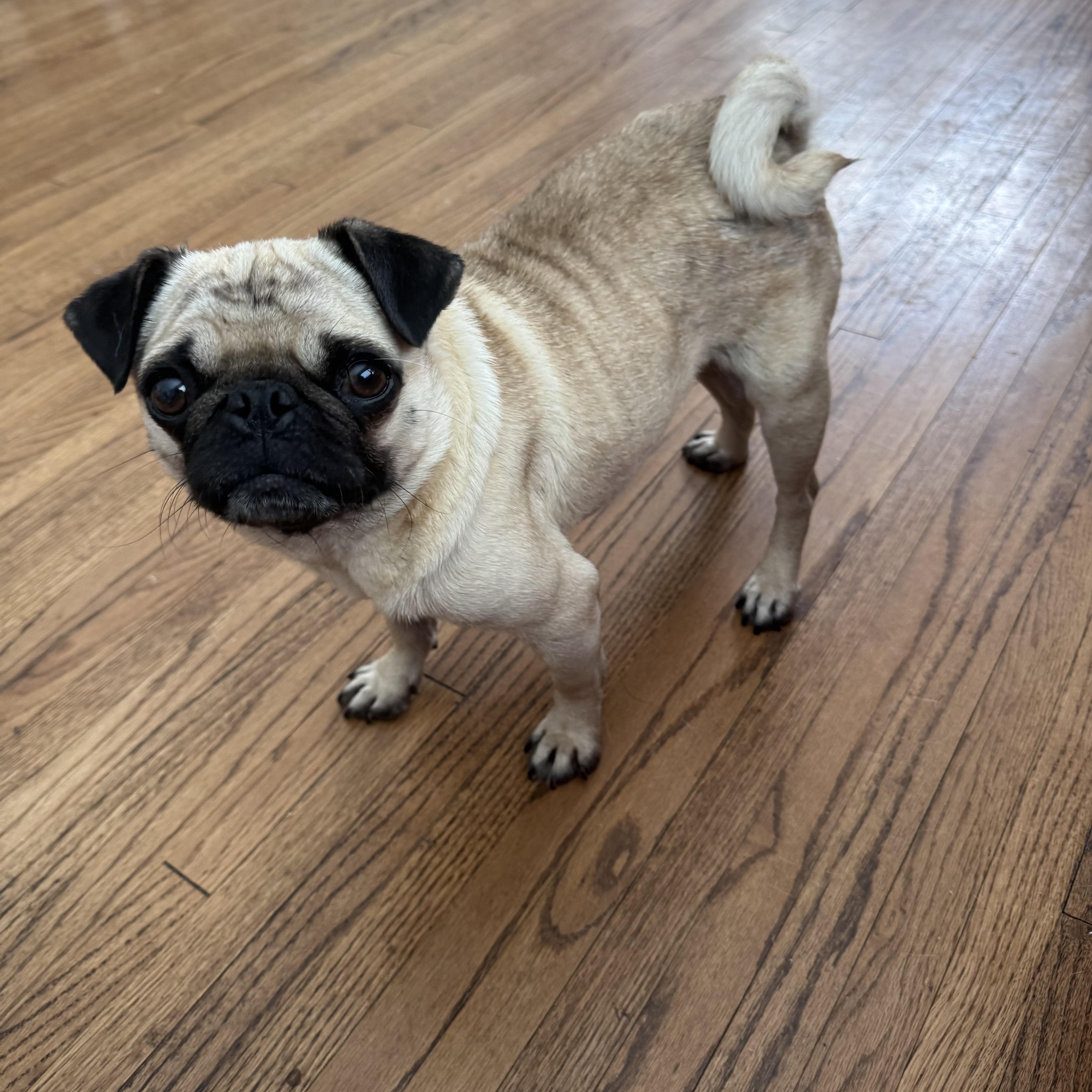 Enlarge Victoria, a ADOPTABLE Pug in South Saint Paul, MN image 1/3