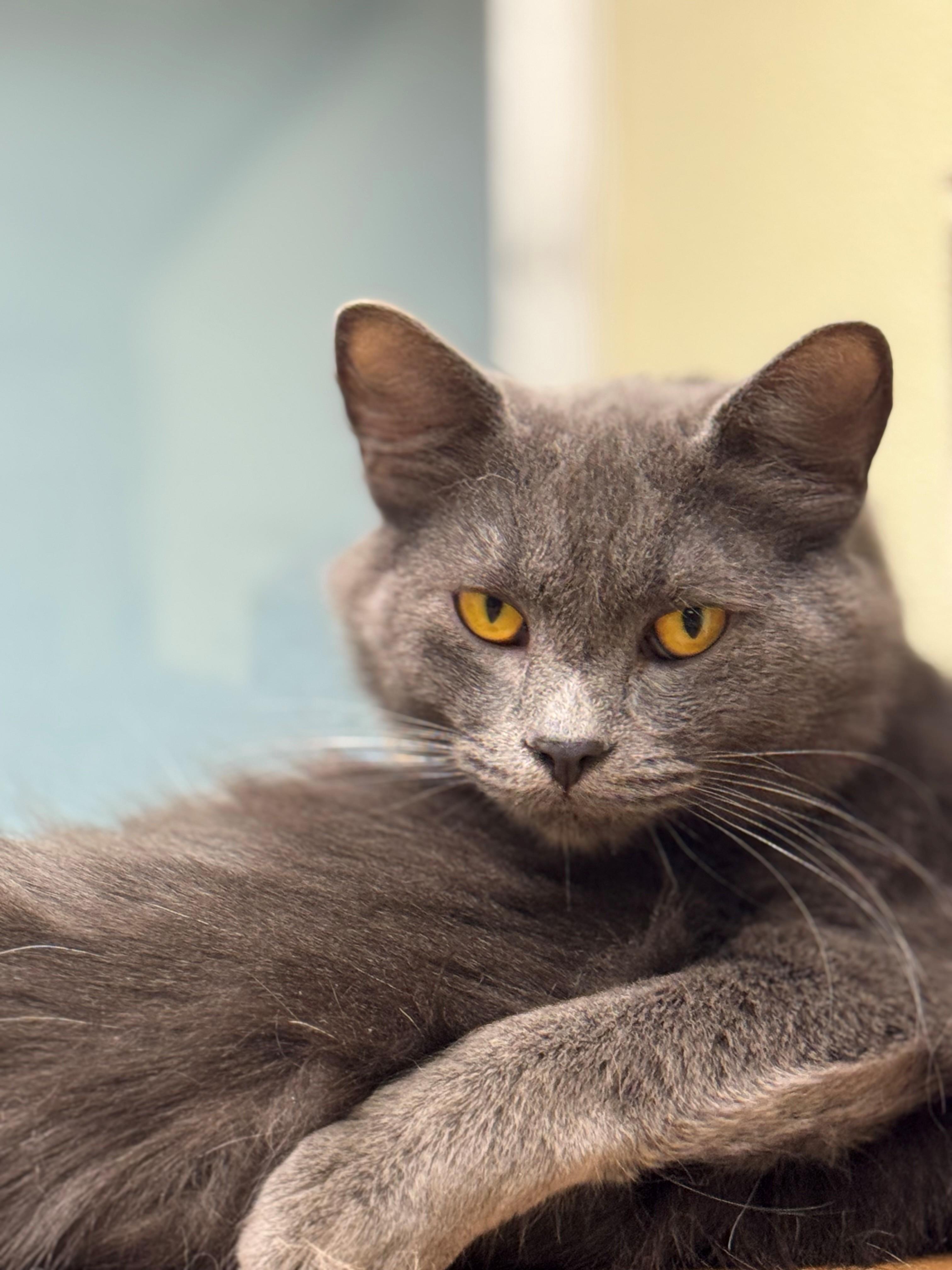 Theo, ADOPTABLE, Adult Male Domestic Long Hair.
