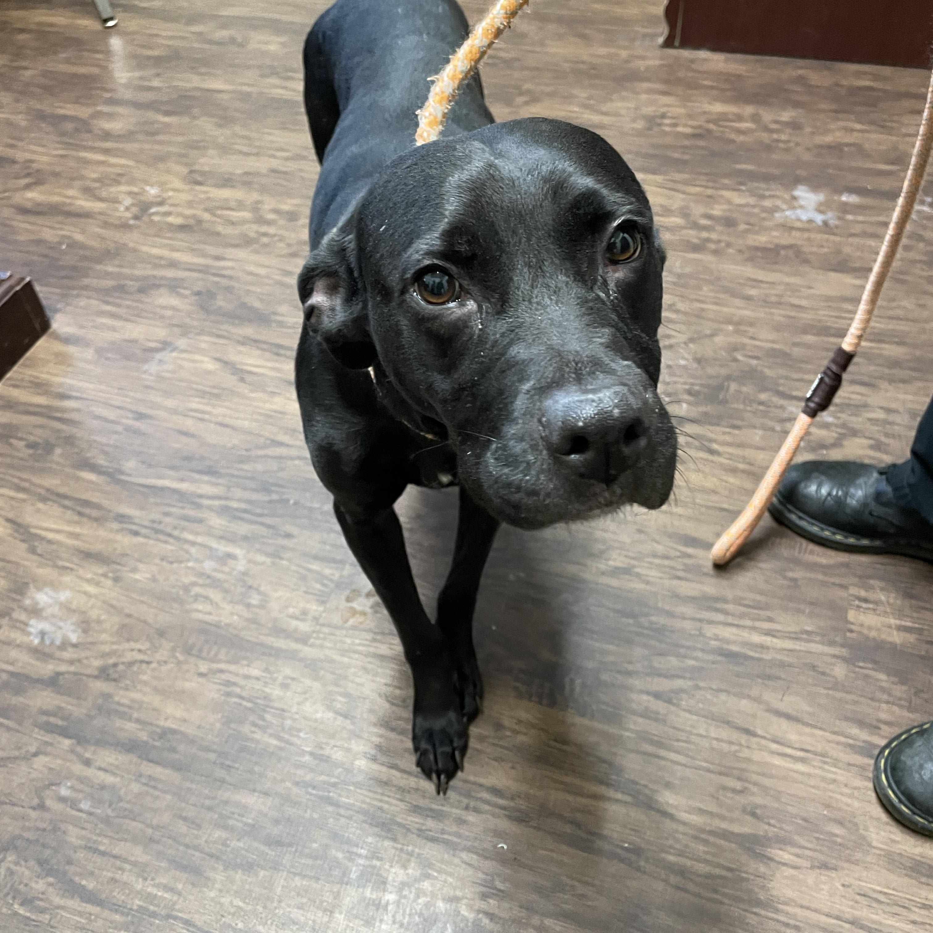 Luna, ADOPTABLE, Adult Female Labrador Retriever & Pit Bull Terrier.