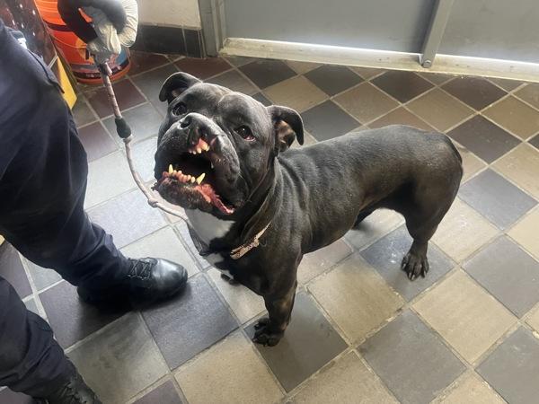 Lucy-Belle — thumbnail 2