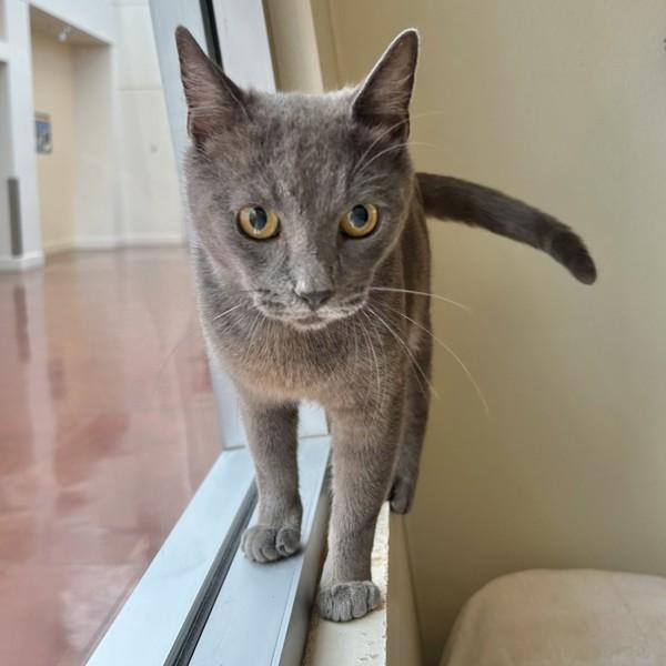 Novita, Adoptable, Adult Female Domestic Short Hair.