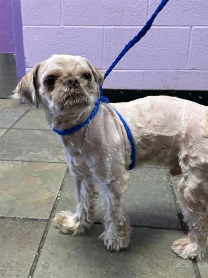 61886917, Adoptable, Adult Male Shih Tzu & Mixed Breed.