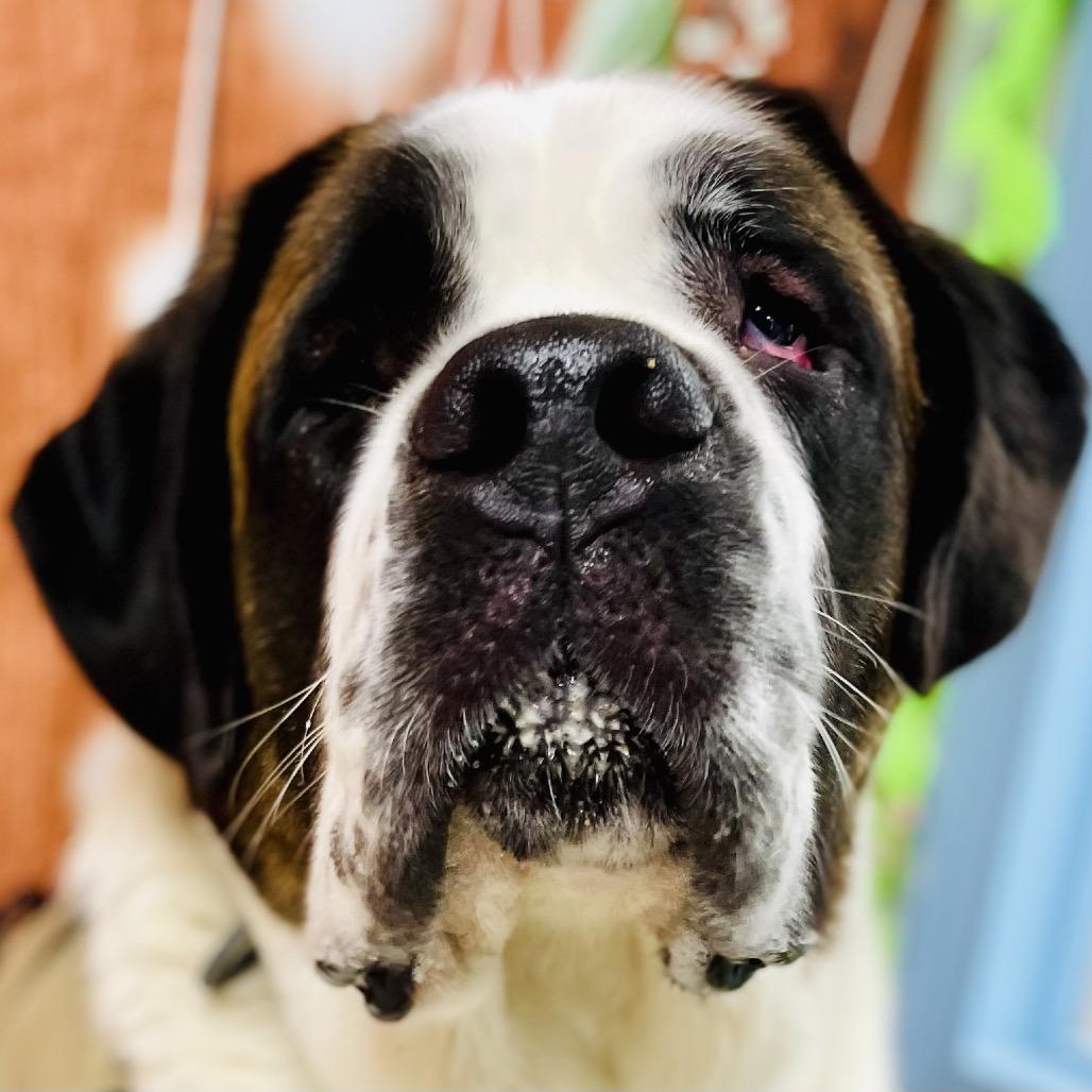 Cassie, Adoptable, Young Female Saint Bernard.