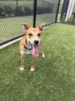 Copper, Adoptable, Adult Male Parson Russell Terrier & Mixed Breed.