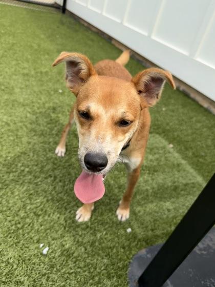 Enlarge Copper, a Adoptable mixed breed in Daphne, AL image 2/3
