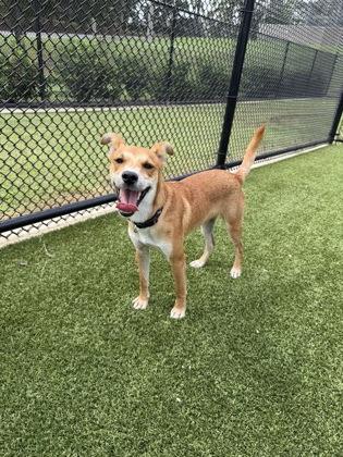 Enlarge Copper, a Adoptable mixed breed in Daphne, AL image 3/3