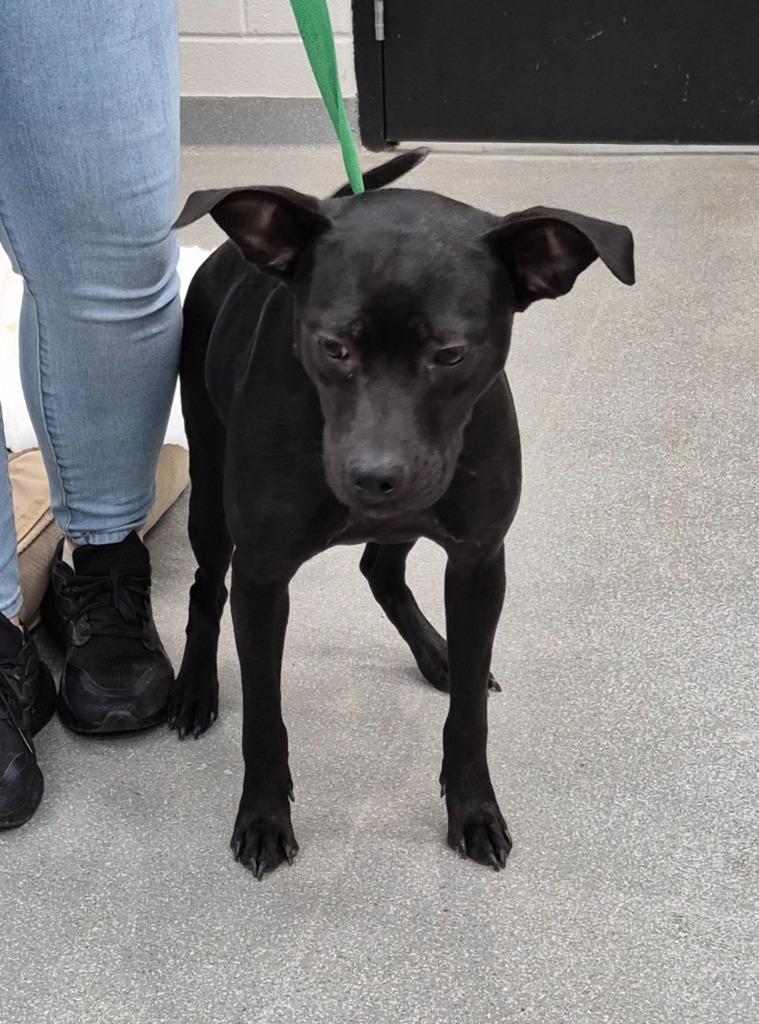 Eggnog, Adoptable, Young Female Labrador Retriever.