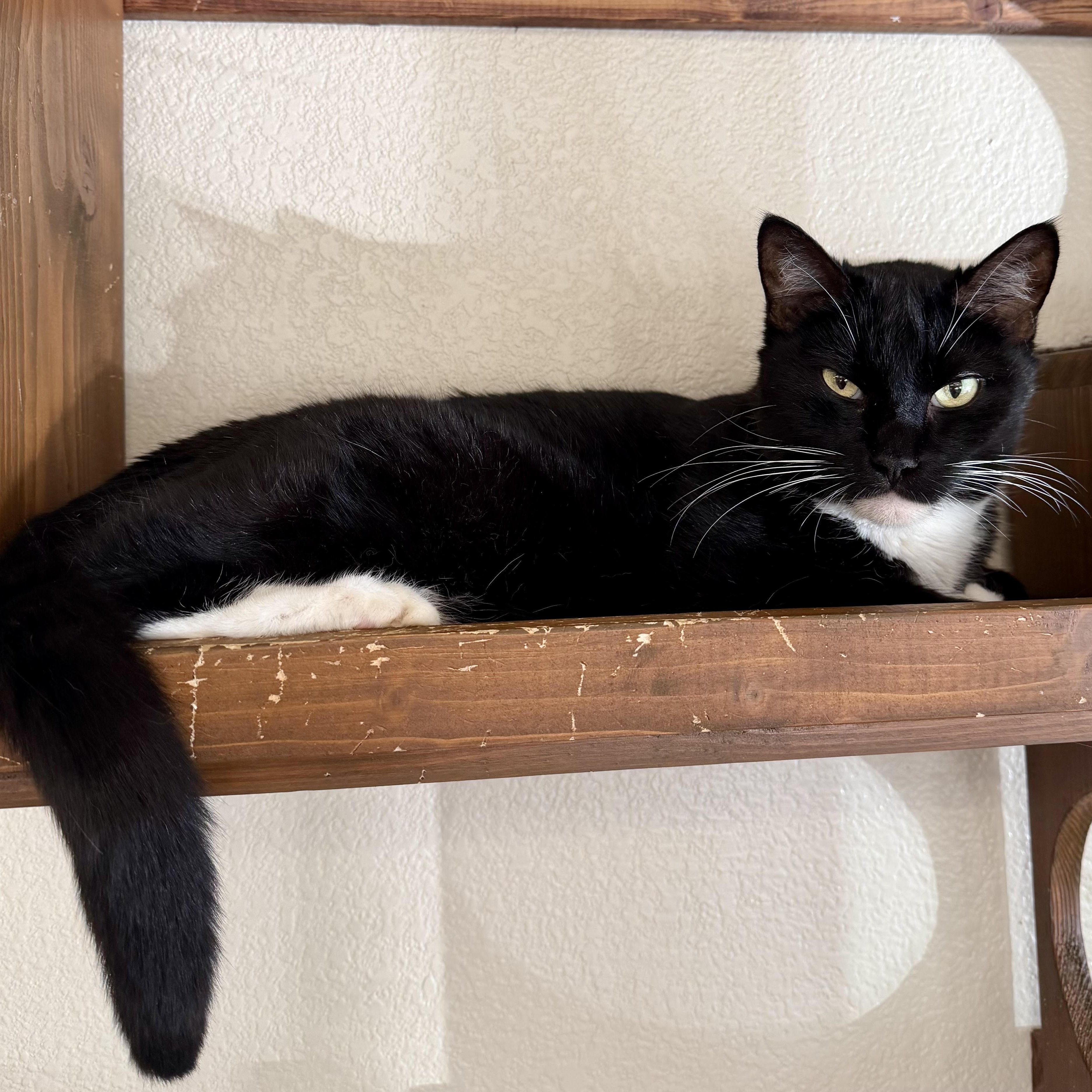 Charley and Sparkey, ADOPTABLE, Adult Male American Shorthair.