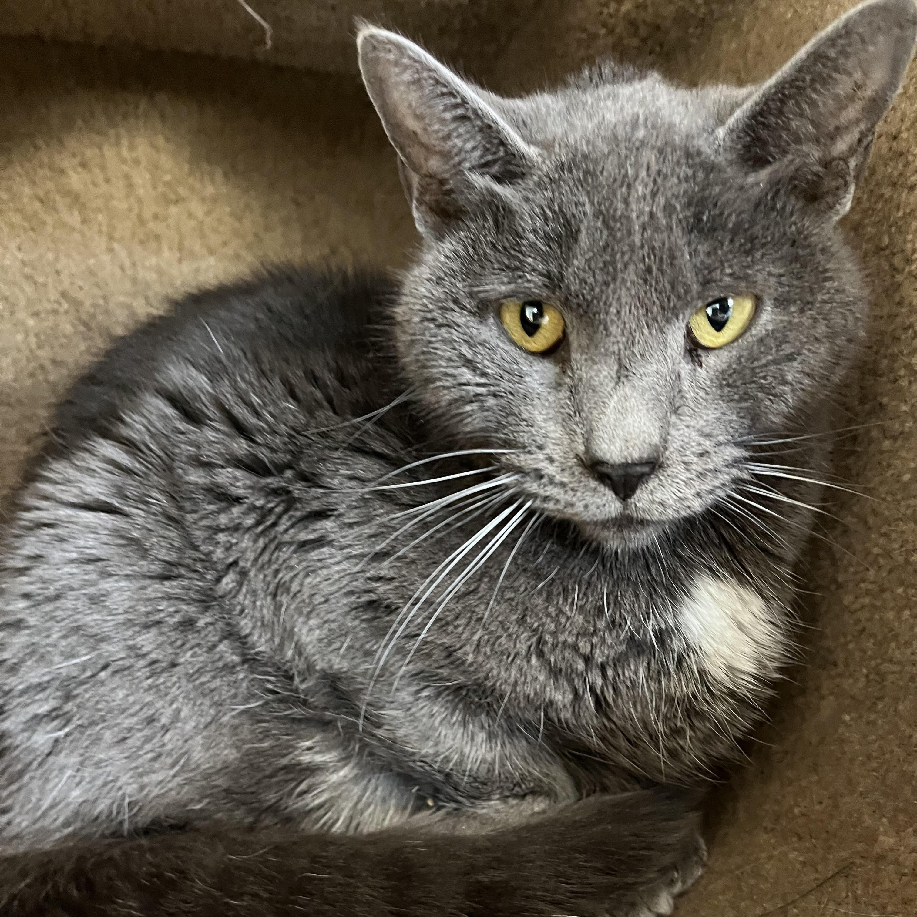 Enlarge Charley and Sparkey, a ADOPTABLE American Shorthair in Jackson, CA image 2/2