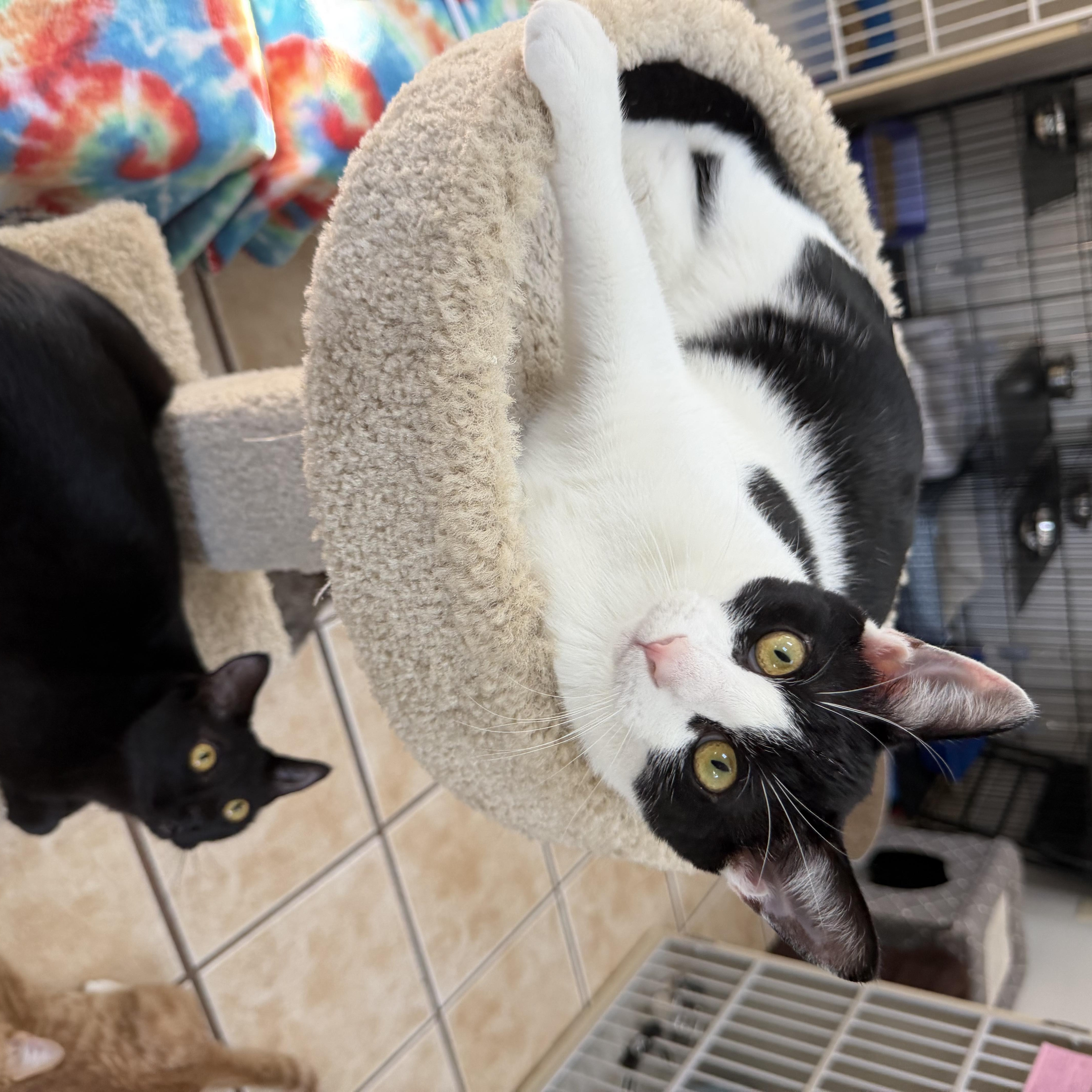 DAX (& FIONA), a Adoptable Domestic Short Hair in Hamilton, NJ image 1/4