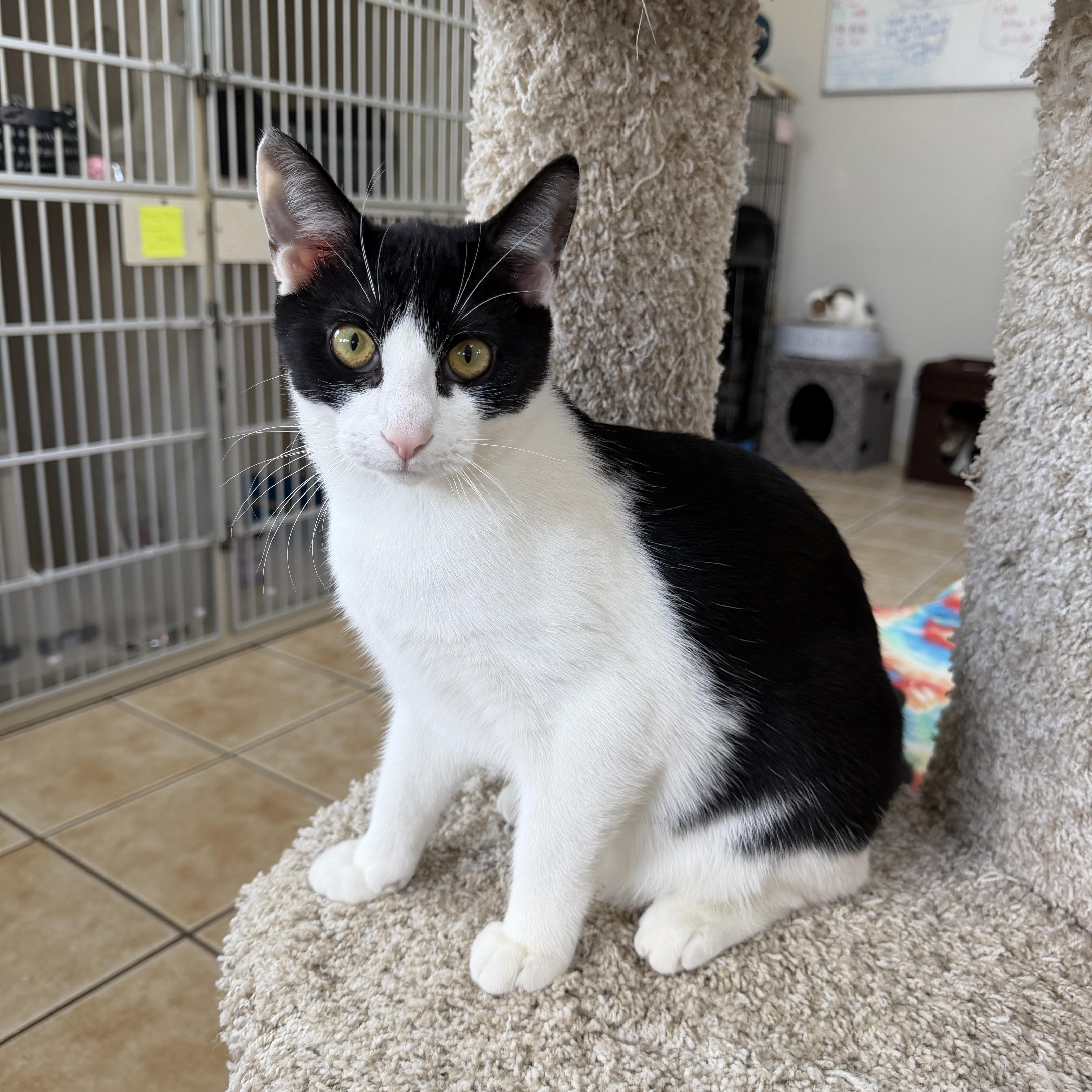 DAX (& FIONA), a Adoptable Domestic Short Hair in Hamilton, NJ image 2/4