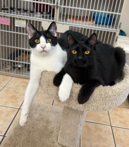 DAX (& FIONA), a Adoptable Domestic Short Hair in Hamilton, NJ image 3/4