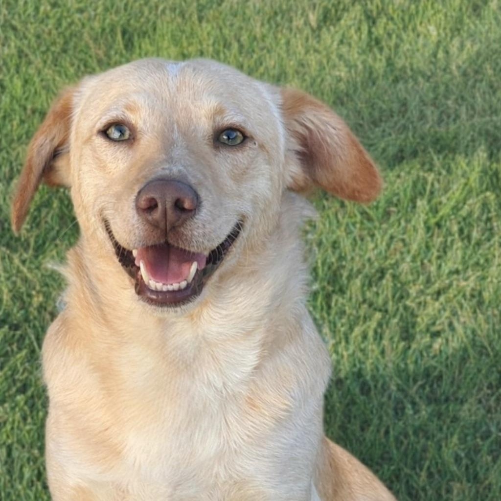 Kahlua, adopted, Puppy Male Terrier & Beagle.