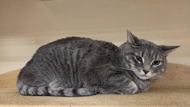 Mamasita, Adoptable, Adult Female Domestic Short Hair.