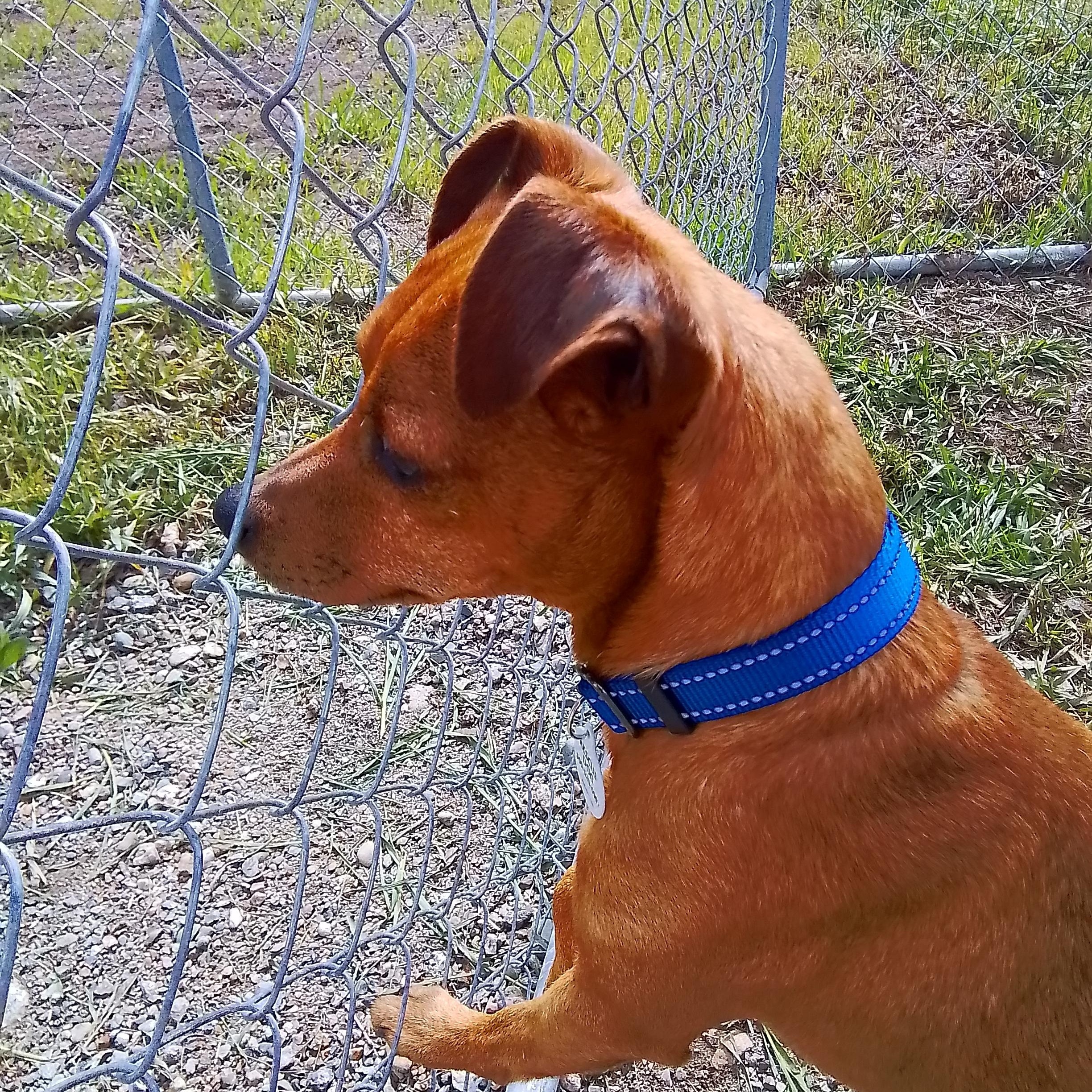 Enlarge Levi, a Adoptable mixed breed in Marysville, WA image 4/5