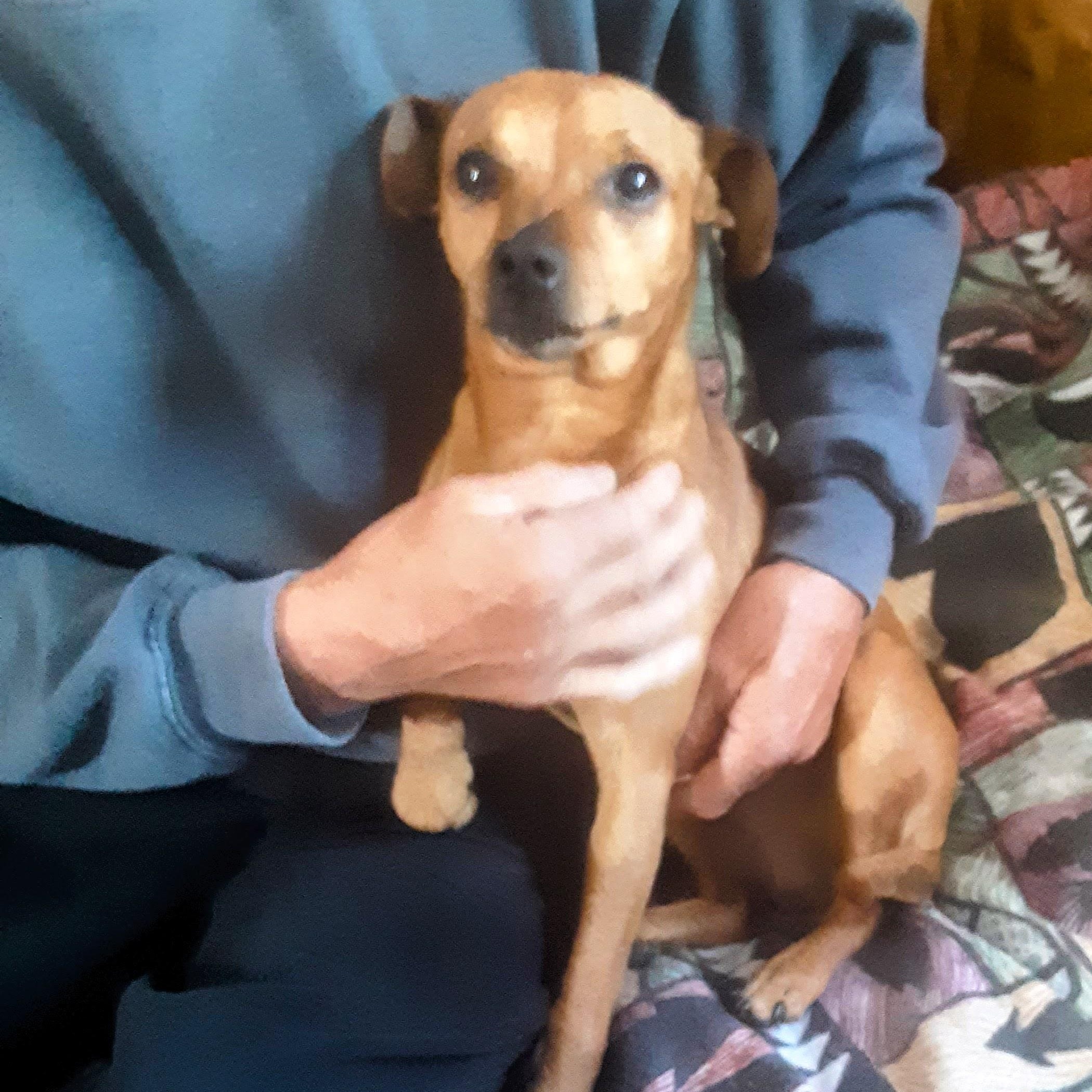 Enlarge Levi, a Adoptable mixed breed in Marysville, WA image 1/5