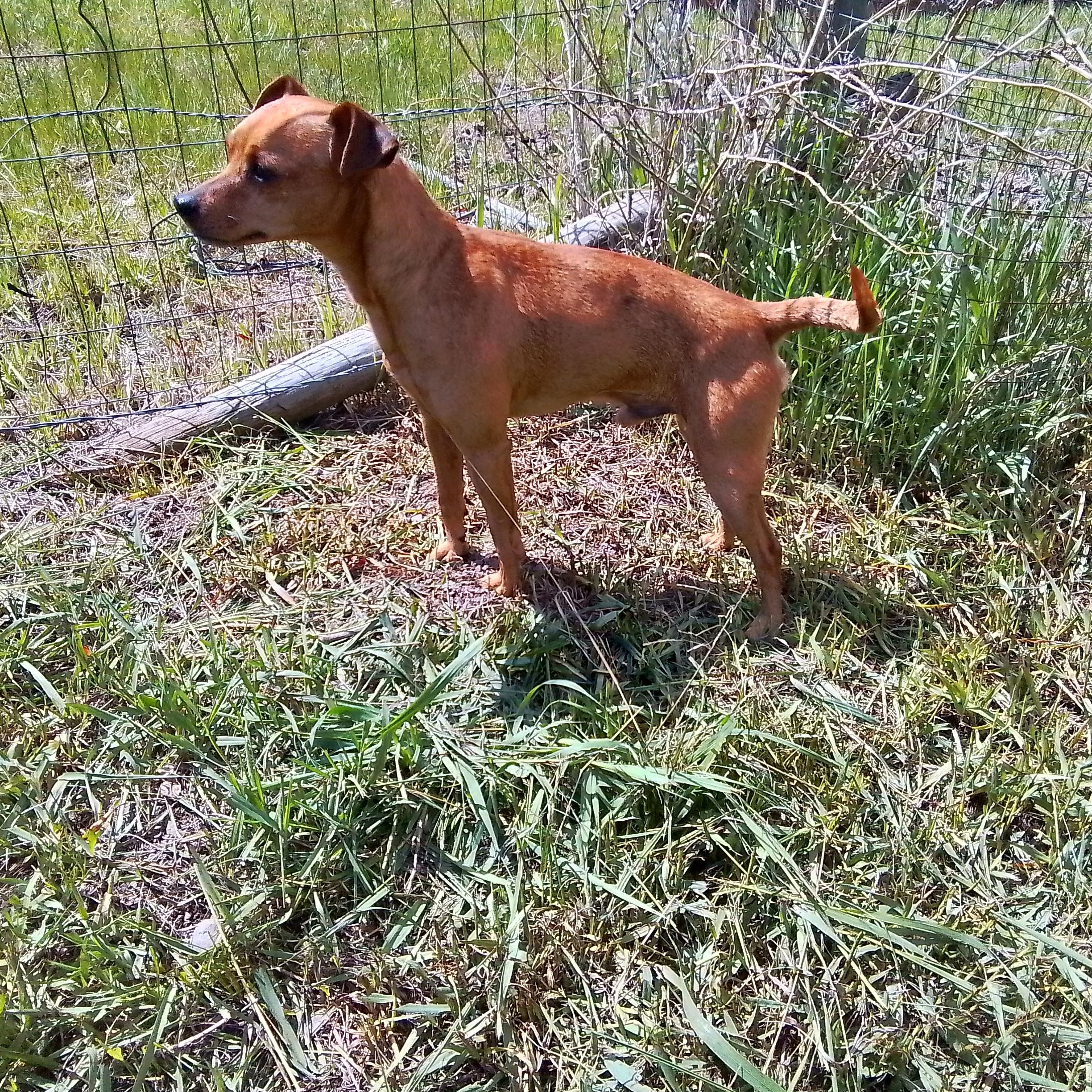Enlarge Levi, a Adoptable mixed breed in Marysville, WA image 3/5