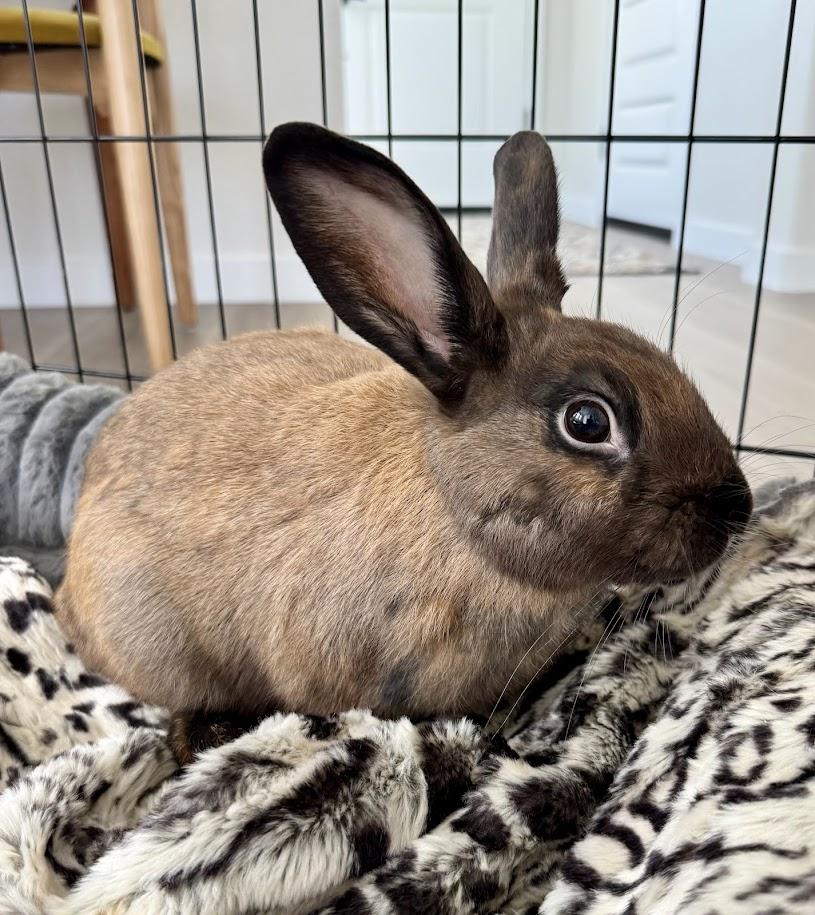 Chocolate, adopted, Young Male Bunny Rabbit.
