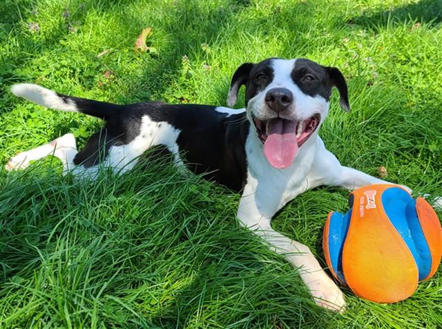 CANON, Adoptable, Young Male Pit Bull Terrier & Mixed Breed.
