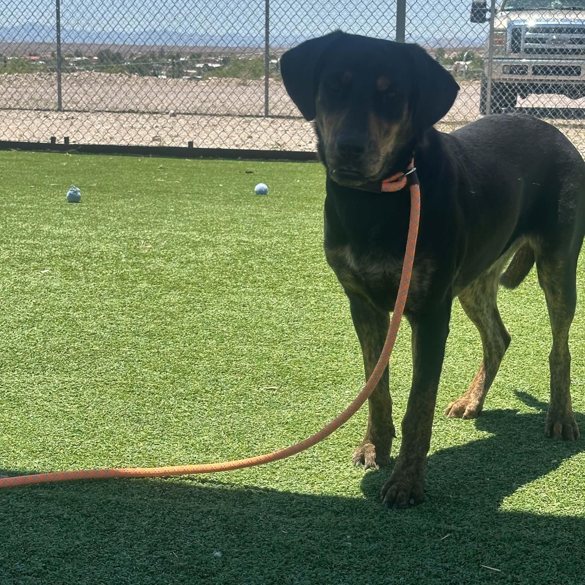 Kiki, an adopted mixed breed in Truth or Consequences , NM image 5/6