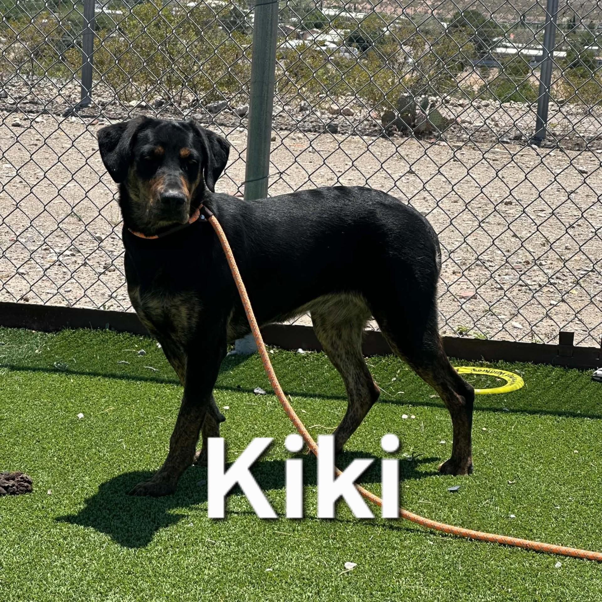 Kiki, an adopted mixed breed in Truth or Consequences , NM image 4/6