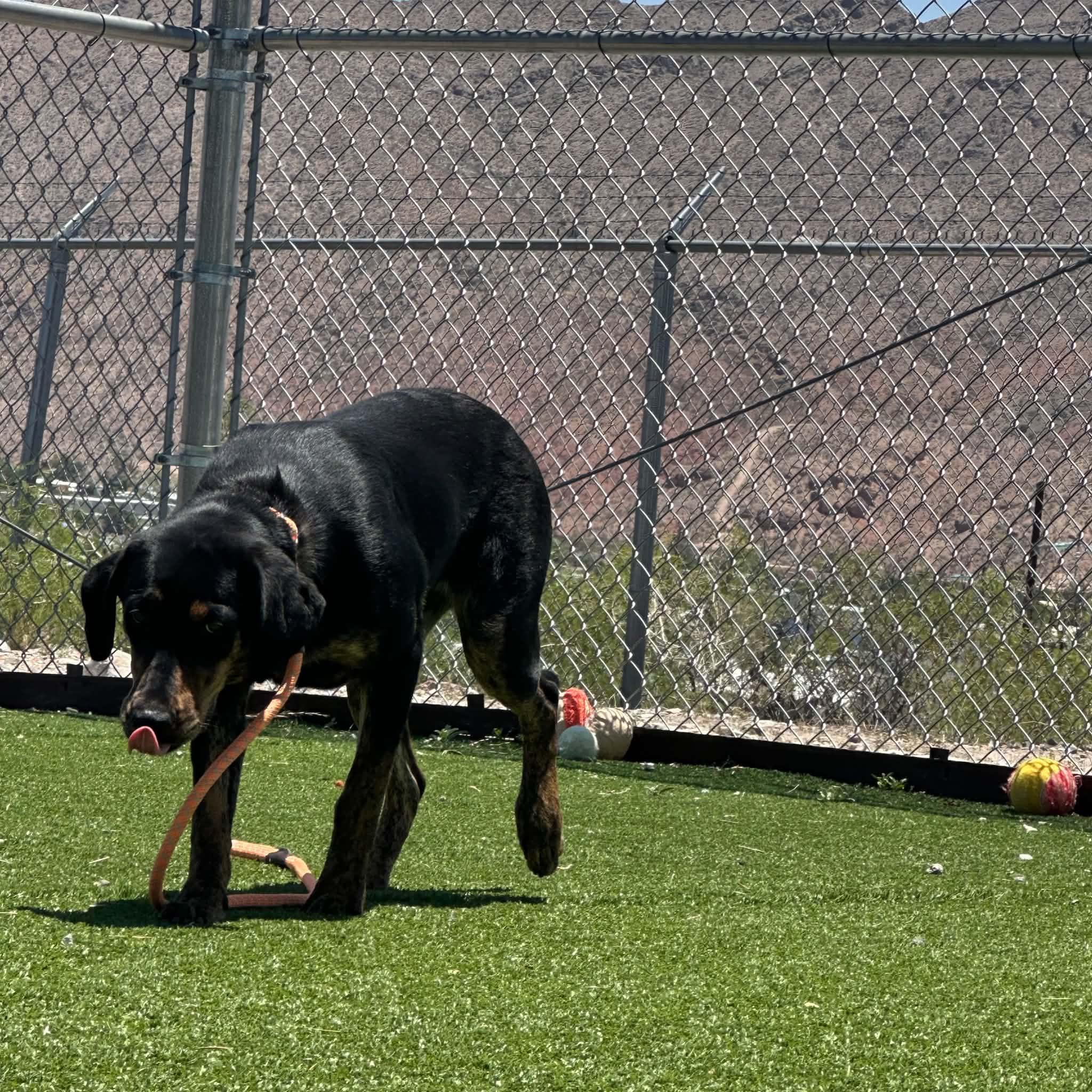 Kiki, adopted, Adult Female Hound.
