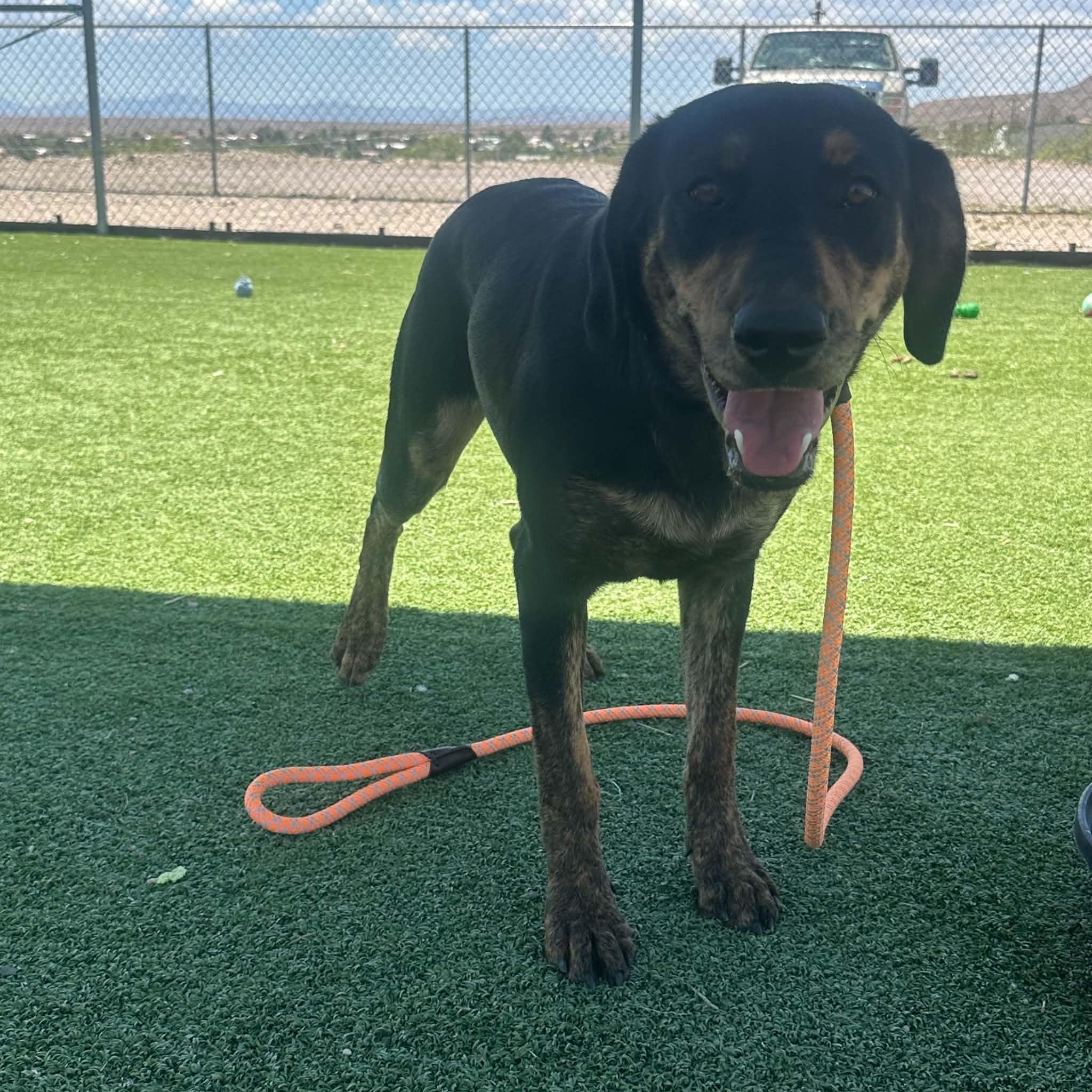 Kiki, an adopted mixed breed in Truth or Consequences , NM image 6/6