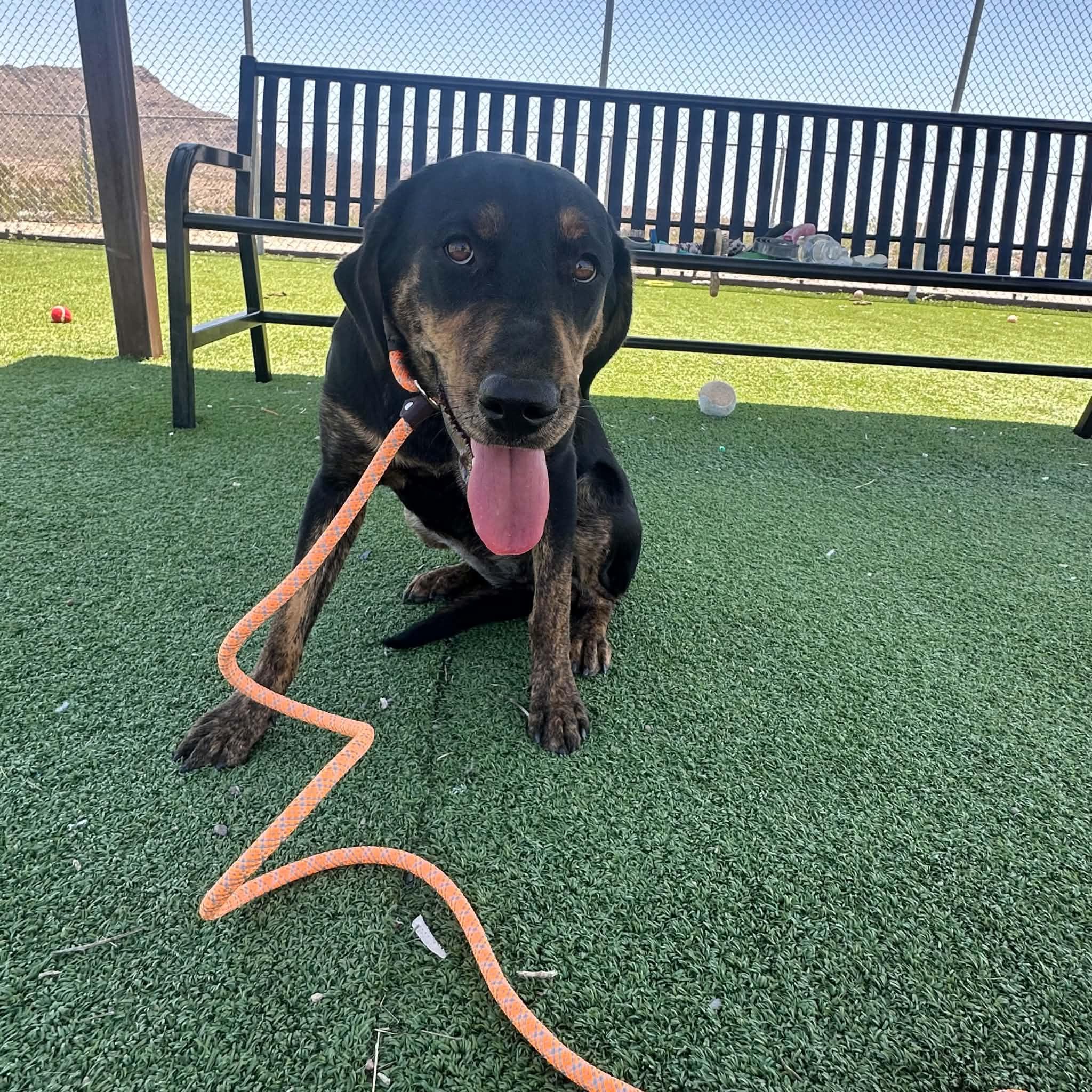 Kiki, an adopted mixed breed in Truth or Consequences , NM image 2/6