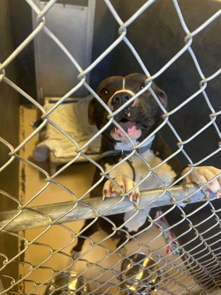 June bug, Adoptable, Young Female Pit Bull Terrier.