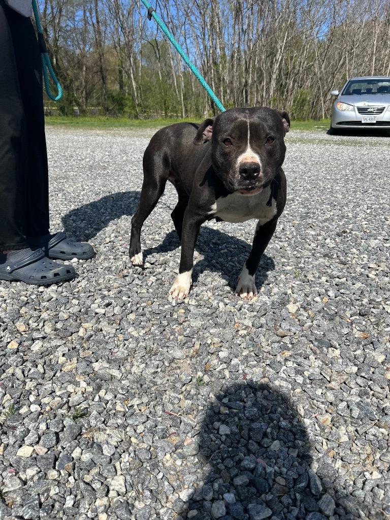 Enlarge June bug, a Adoptable Pit Bull Terrier in Mineral, VA image 2/2