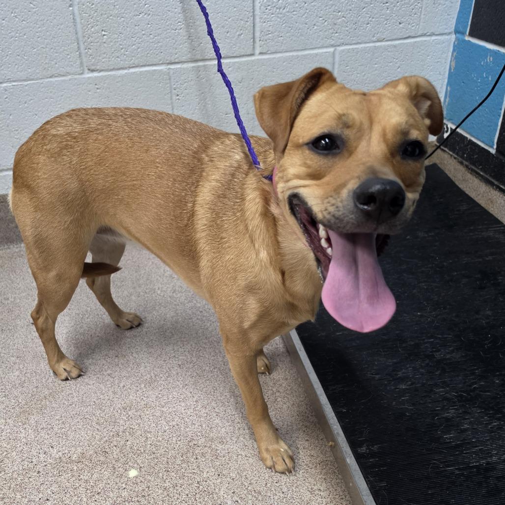 Luna Bug, Adoptable, Young Female Mixed Breed.