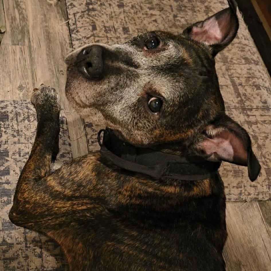 Erin, Adoptable, Senior Male Pit Bull Terrier.