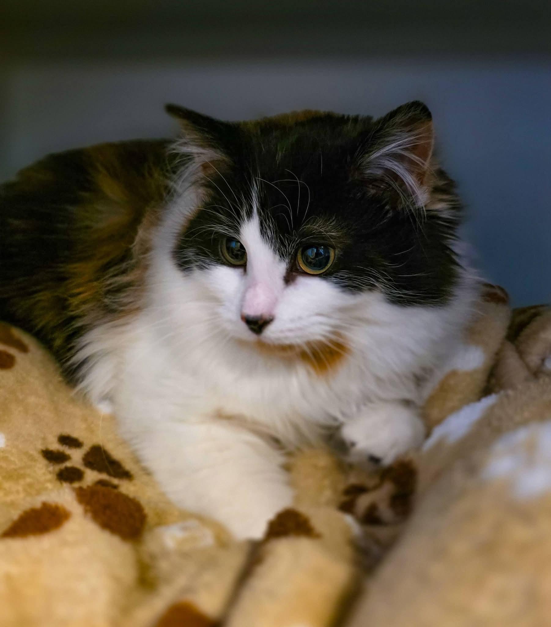 Meadow, a ADOPTABLE Domestic Long Hair in Sterling Heights, MI image 6/6