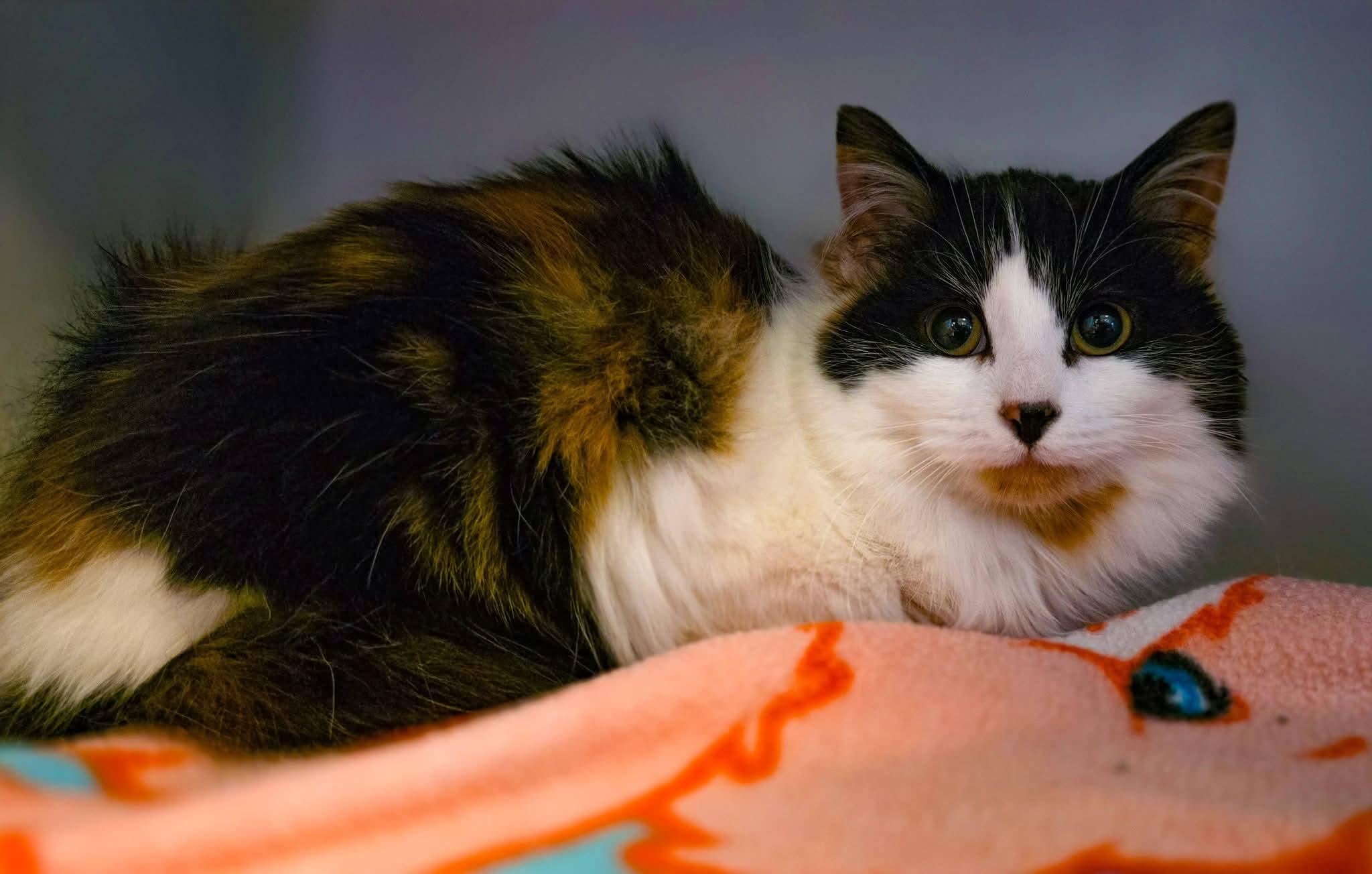 Meadow, a ADOPTABLE Domestic Long Hair in Sterling Heights, MI image 3/6