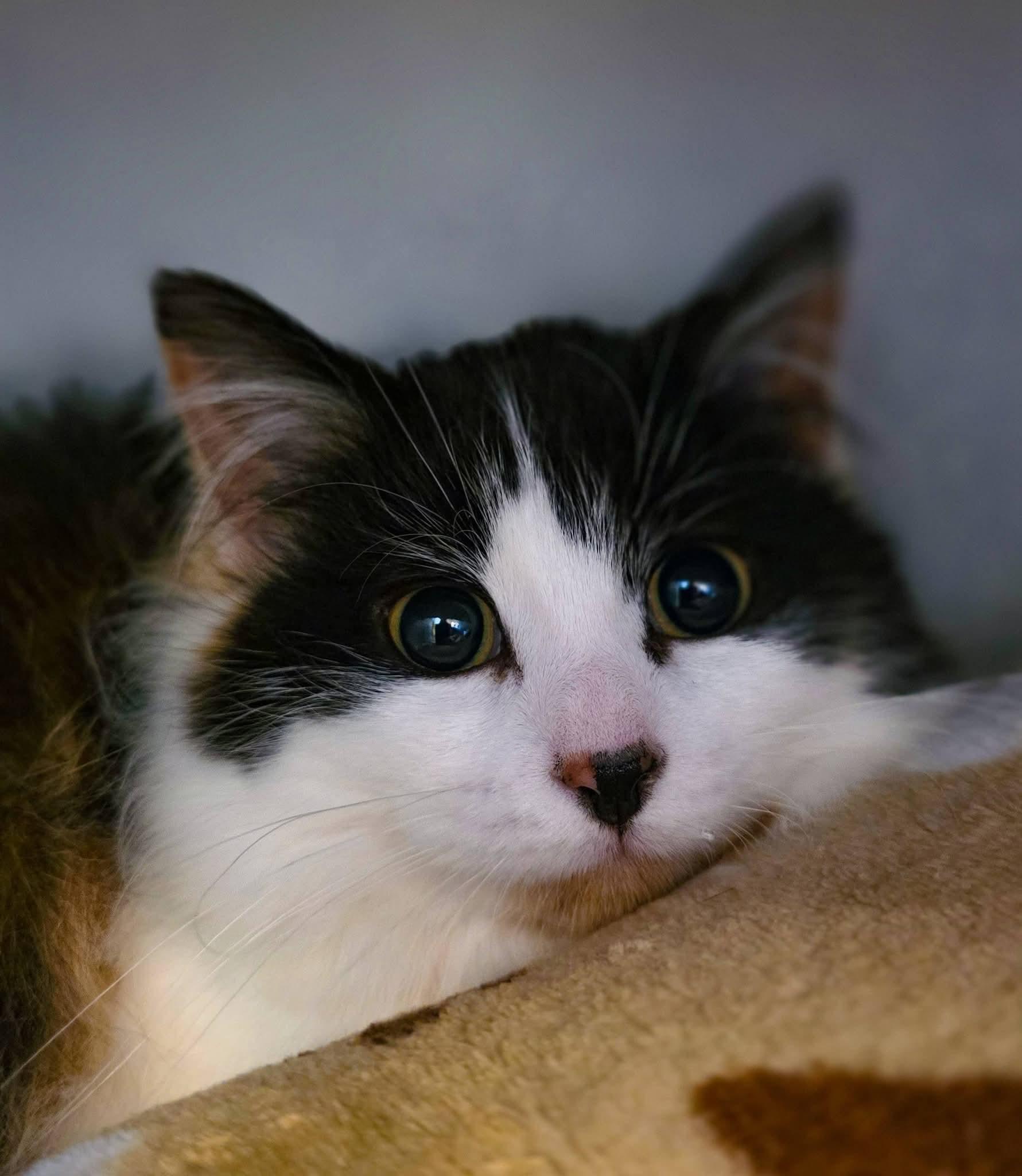 Meadow, a ADOPTABLE Domestic Long Hair in Sterling Heights, MI image 1/6