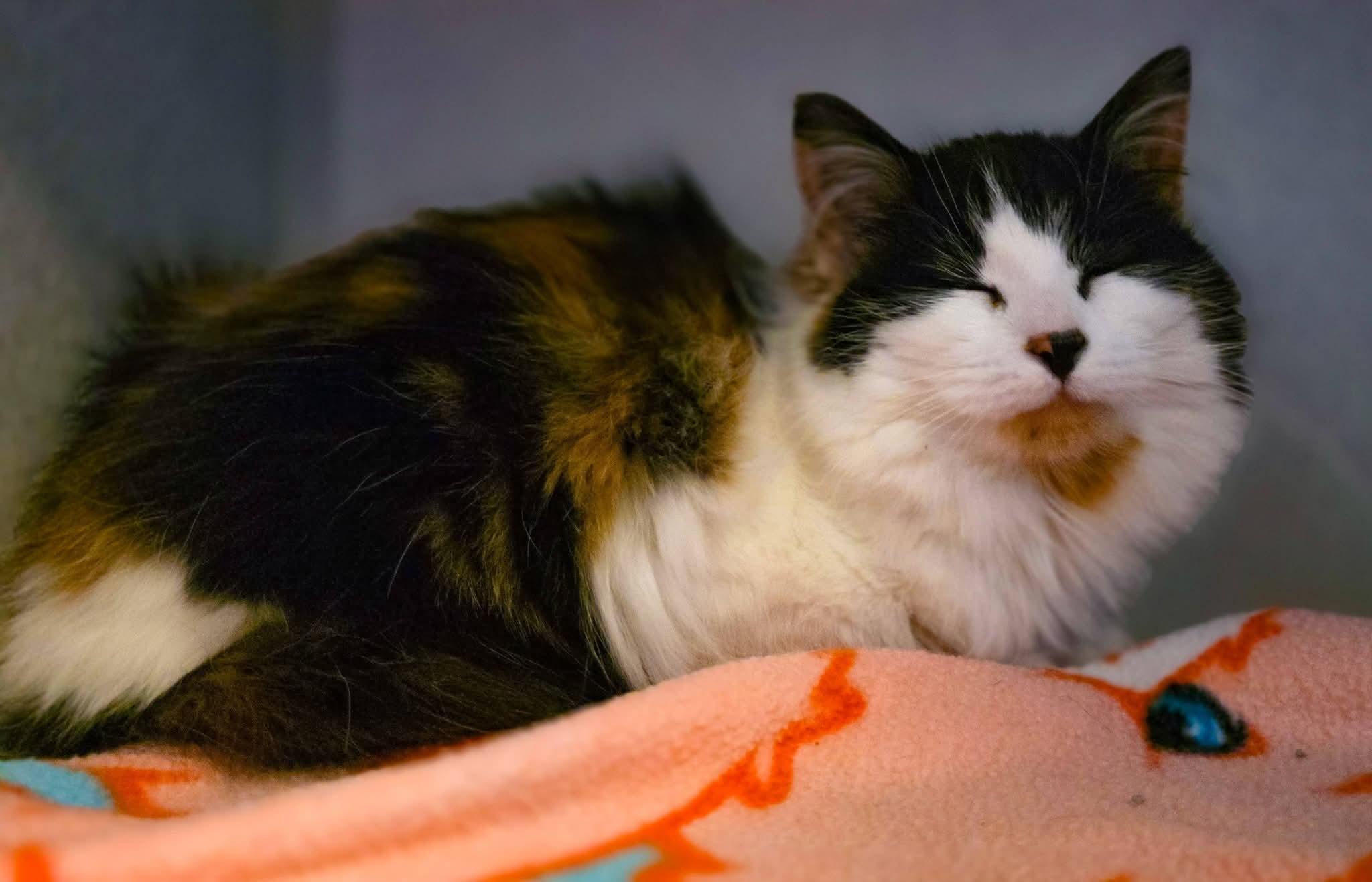Meadow, a ADOPTABLE Domestic Long Hair in Sterling Heights, MI image 2/6