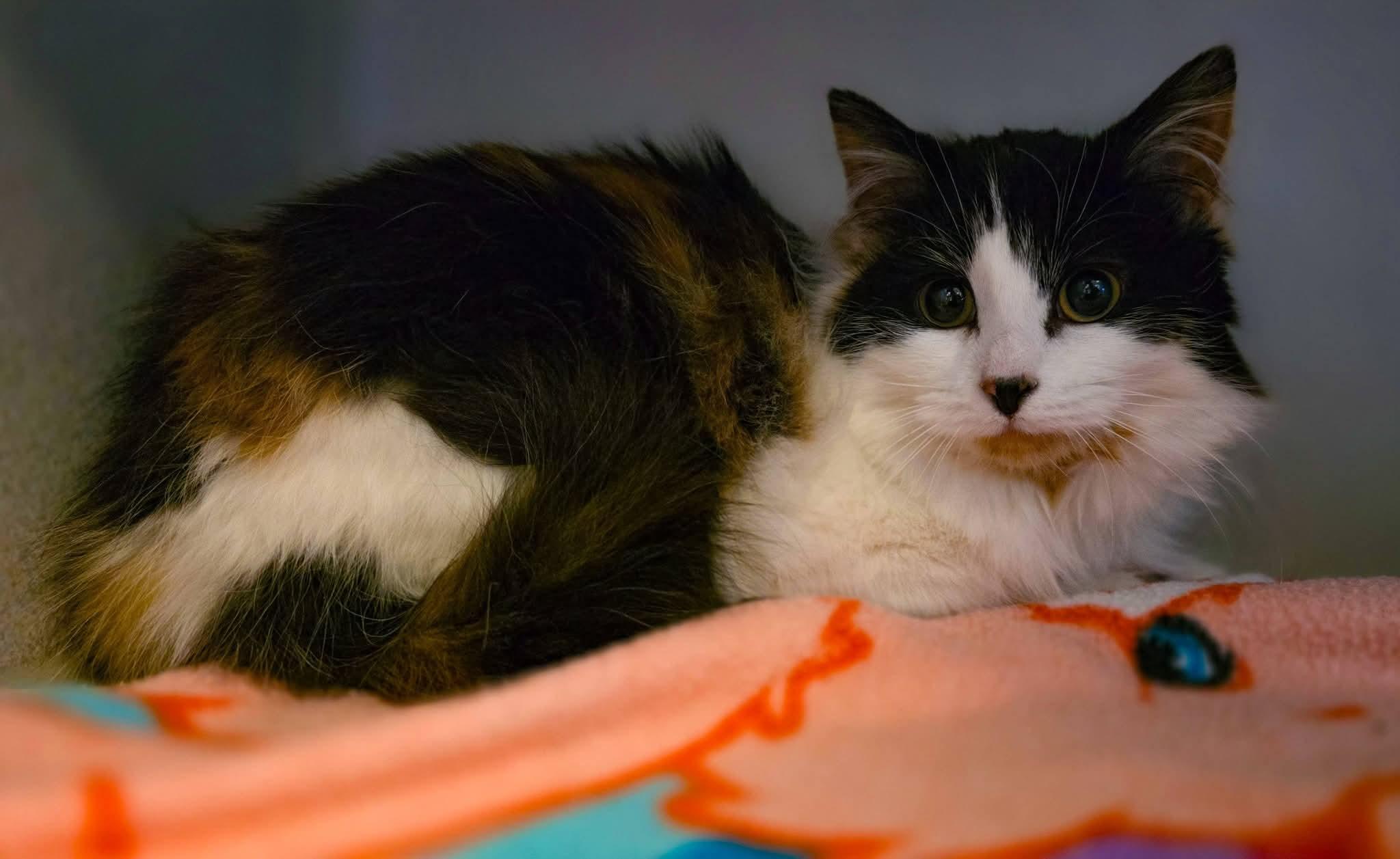 Meadow, a ADOPTABLE Domestic Long Hair in Sterling Heights, MI image 5/6