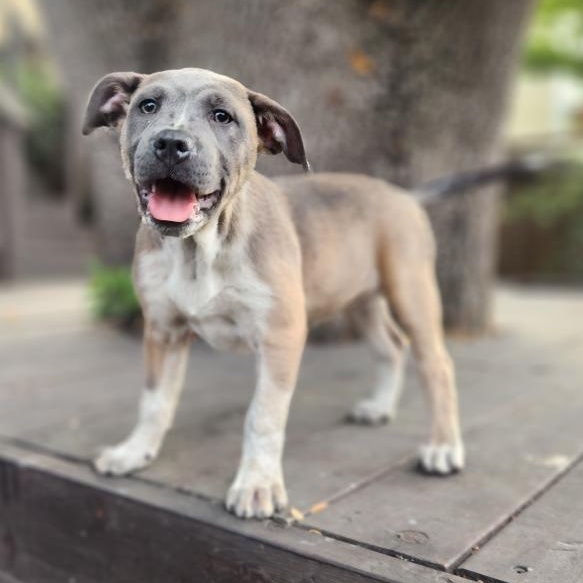 MJ (Mary Jane), a Hold mixed breed in Burlingame, CA image 2/6